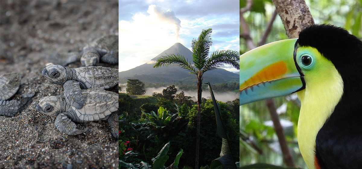 Diverse wildlife in Costa Rica, featuring animals like sloths, toucans, monkeys, and scarlet macaws, thriving in the country’s rich rainforests and ecosystems