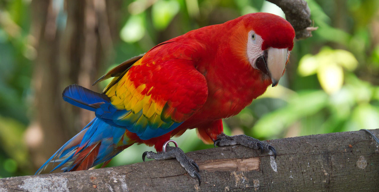 scarlet macaws sitting in the lush rainforest of Costa Rica.