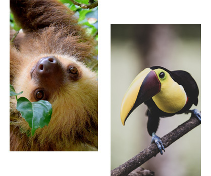 A variety of wildlife in Costa Rica, including a sloth hanging from a tree,